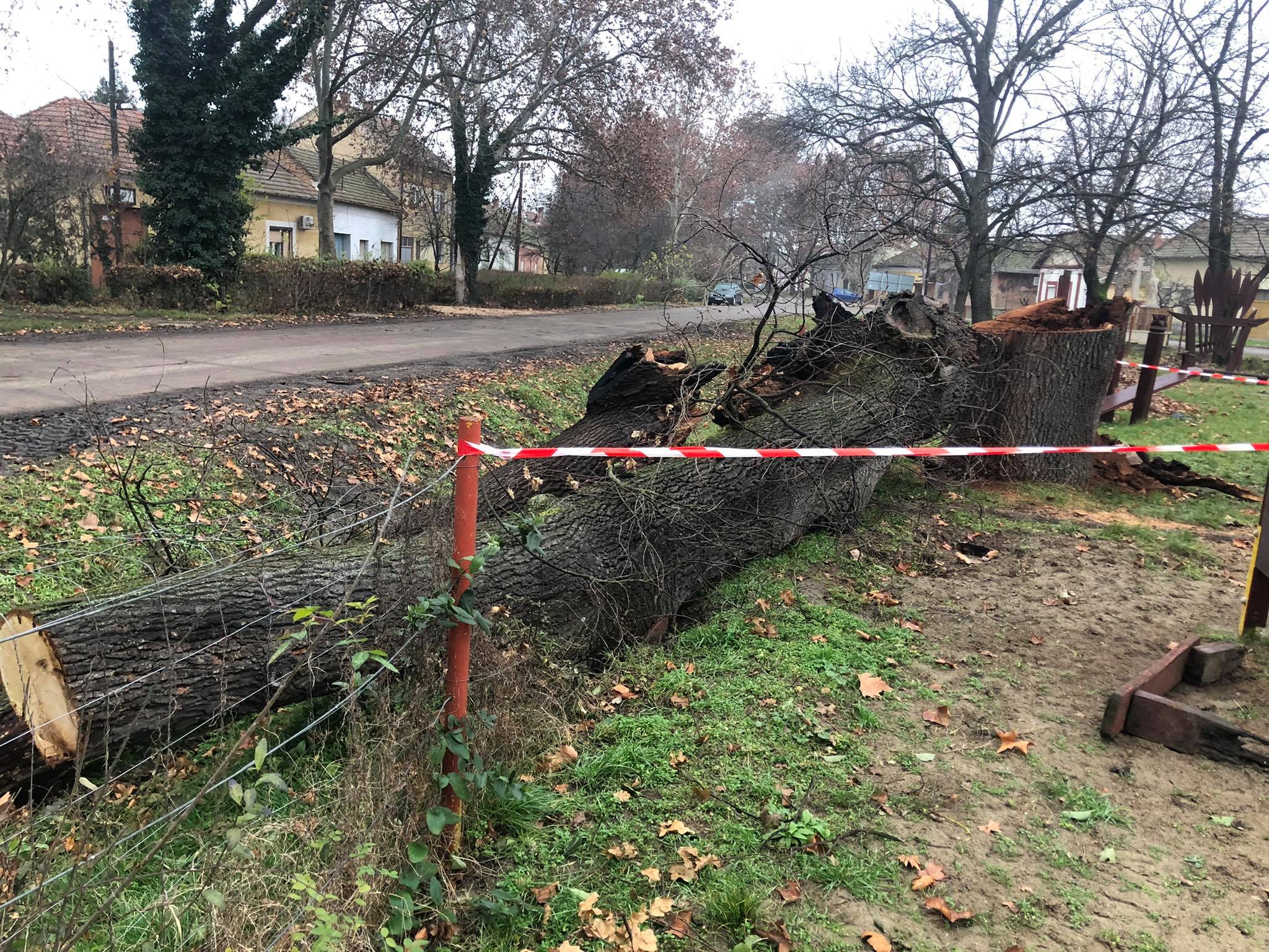 Bűncselekmény Mindszenten: valaki felgyújtott egy közel 200 éves fát! 1