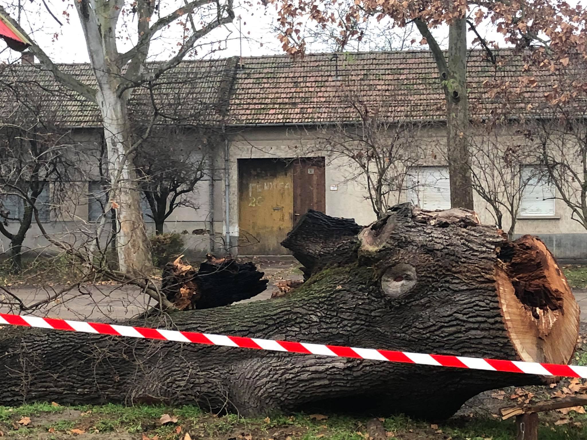 Bűncselekmény Mindszenten: valaki felgyújtott egy közel 200 éves fát! 3