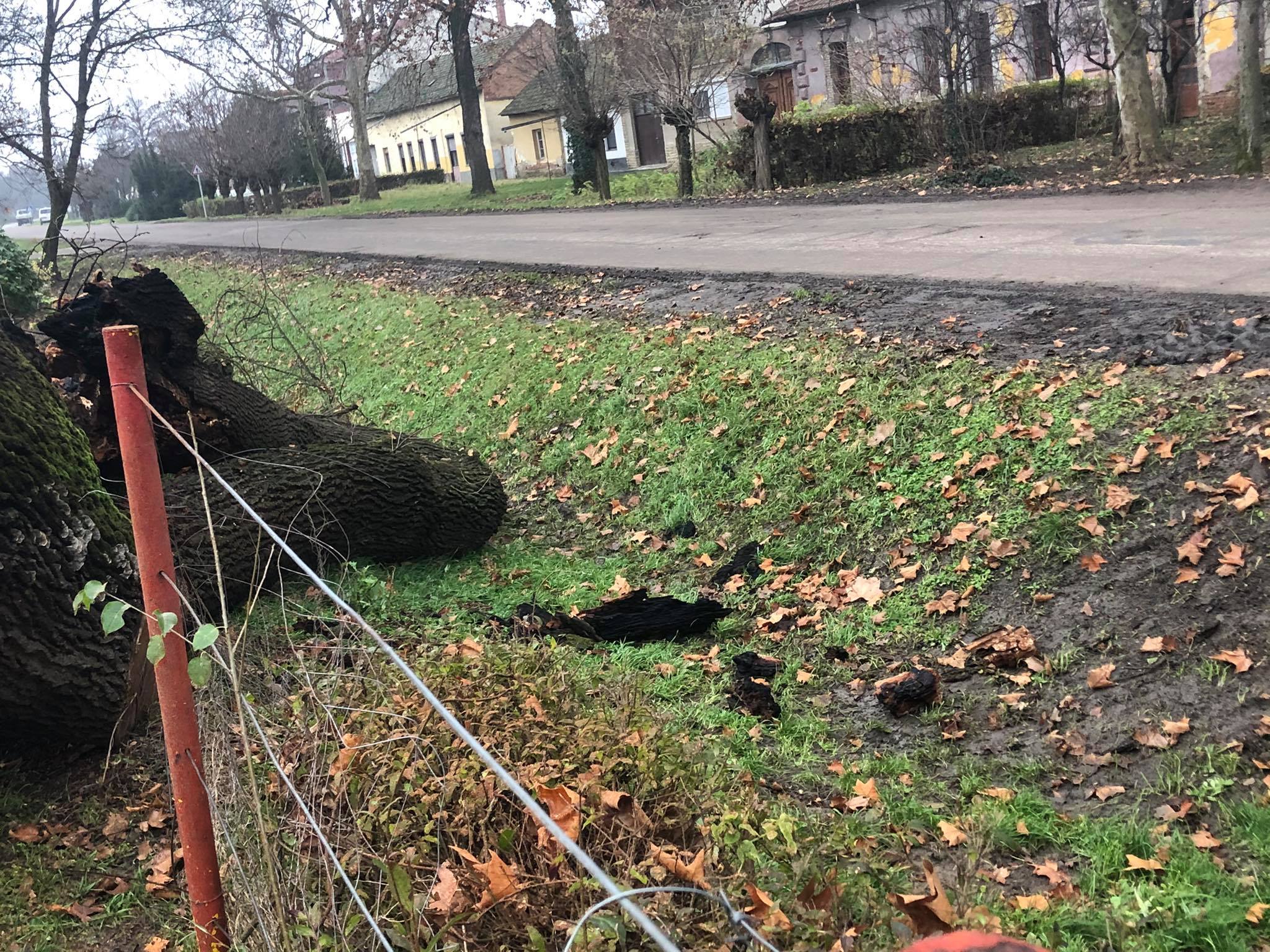 Bűncselekmény Mindszenten: valaki felgyújtott egy közel 200 éves fát! 4