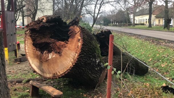 Bűncselekmény Mindszenten: valaki felgyújtott egy közel 200 éves fát! 5