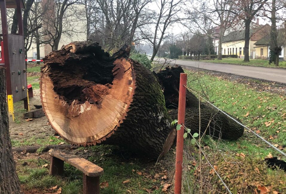 Bűncselekmény Mindszenten: valaki felgyújtott egy közel 200 éves fát! 5