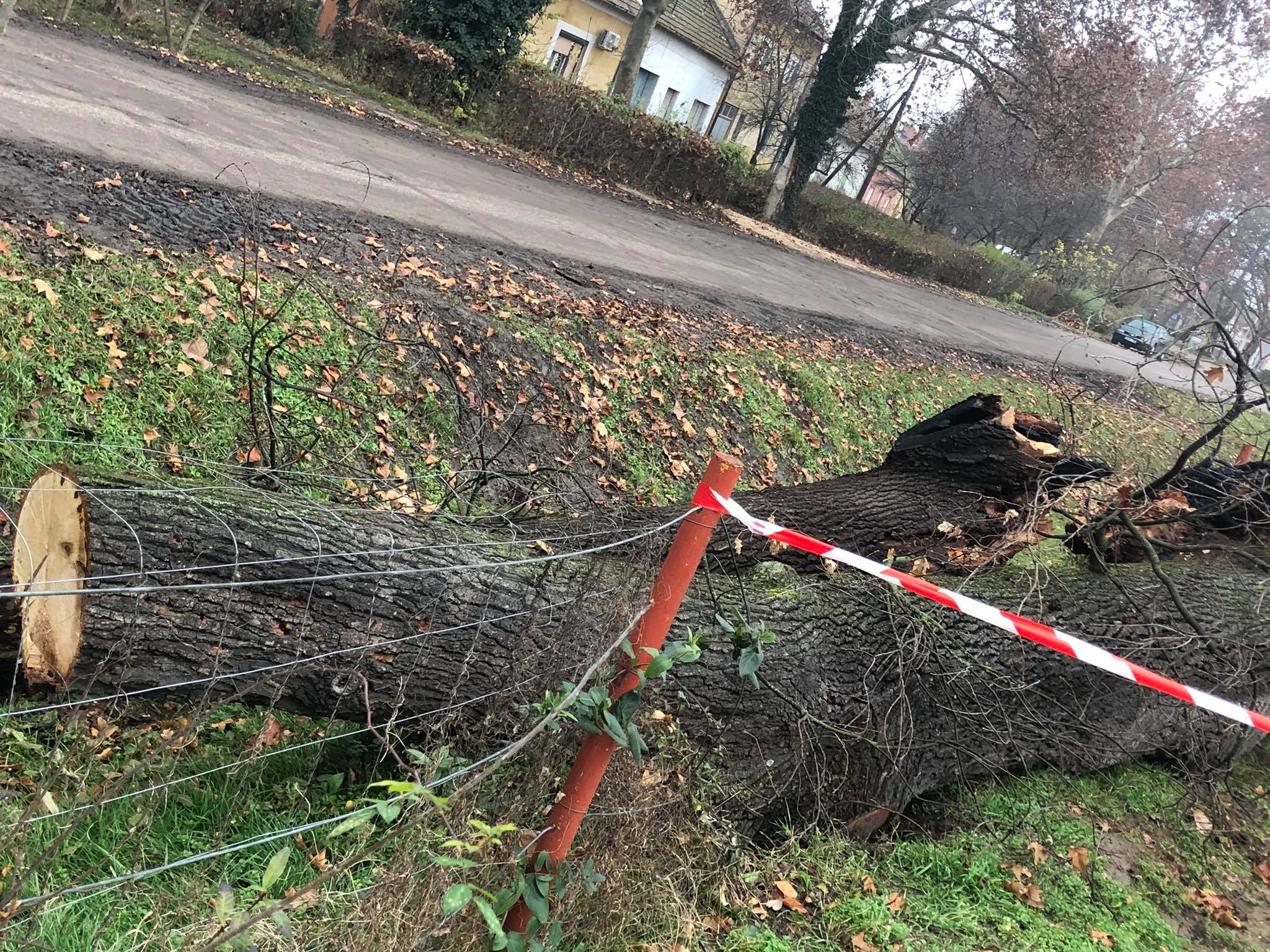 Bűncselekmény Mindszenten: valaki felgyújtott egy közel 200 éves fát! 7