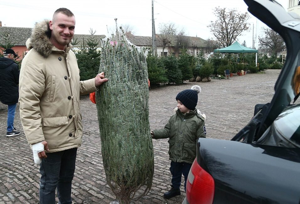 Fenyőkörkép karácsonyfa Vásárhely 6