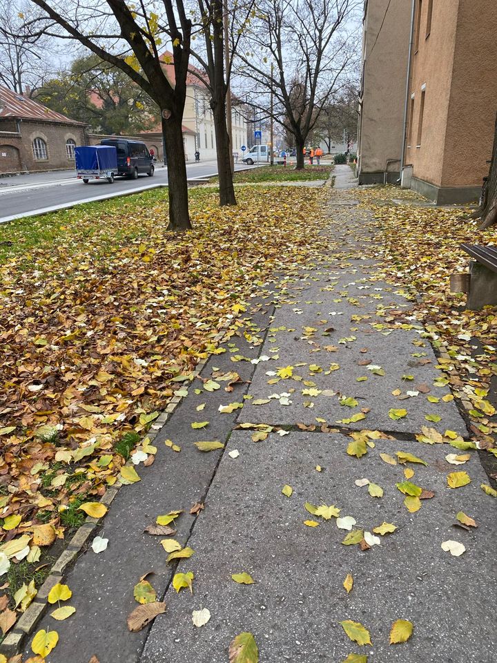 Panaszláda: levélszőnyeg alatt a Szőnyi utca 1