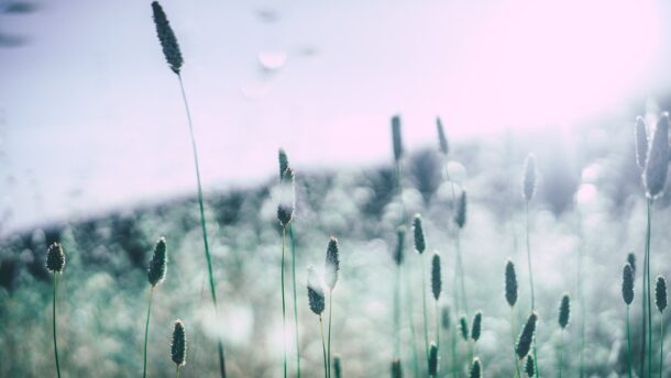 Megjelentek az első allergén növények pollenjei