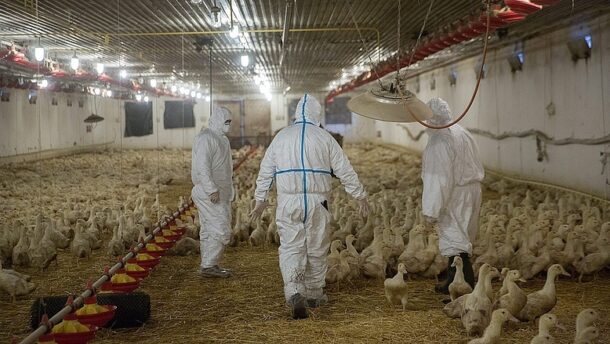 Oroszországban emberre terjedt át az A(H5N8) madárinfluenza