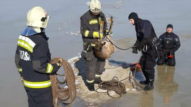 Őzet is mentettek a megyei tűzoltók