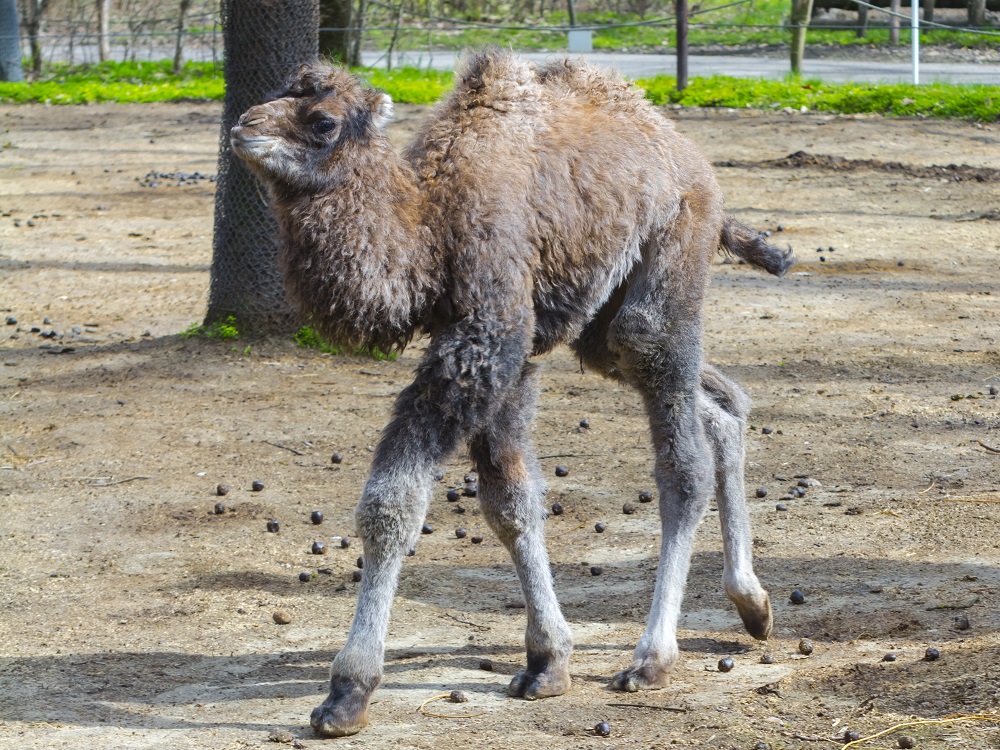 Tevecsikó született a Szegedi Vadasparkban 2