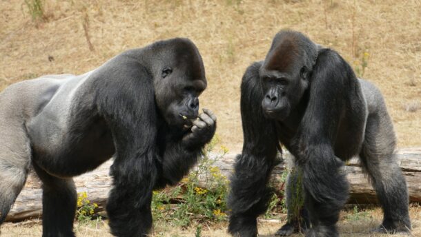 A gorillák kommunikációjának titkait tárta fel egy új kutatás