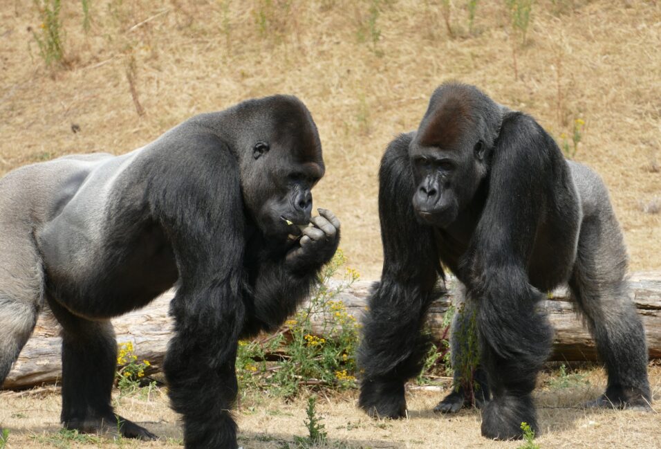 A gorillák kommunikációjának titkait tárta fel egy új kutatás