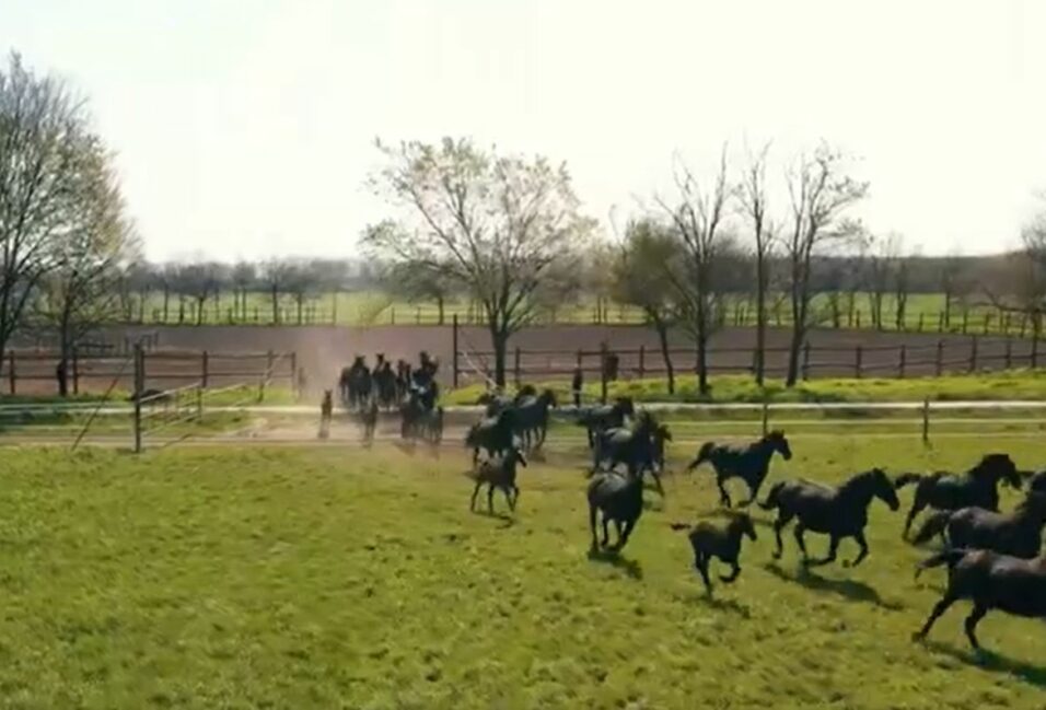 Gyönyörű videót osztott meg a ménesbirtokról Lázár János