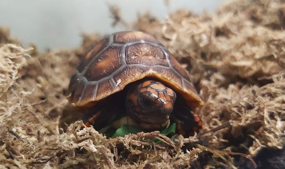 Szenes teknős kelt ki a Szegedi Vadasparkban