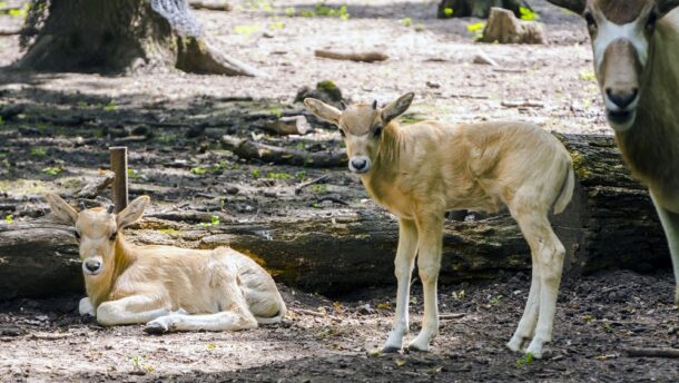 Mendeszantilopok születtek a Szegedi Vadasparkban