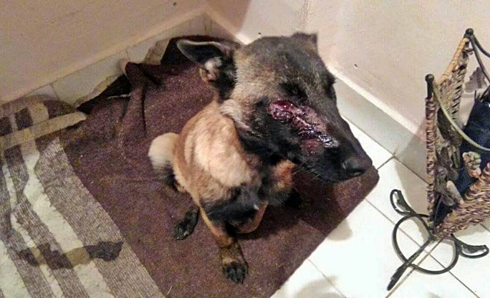 14680711_666190416874446_775970247880491952_n