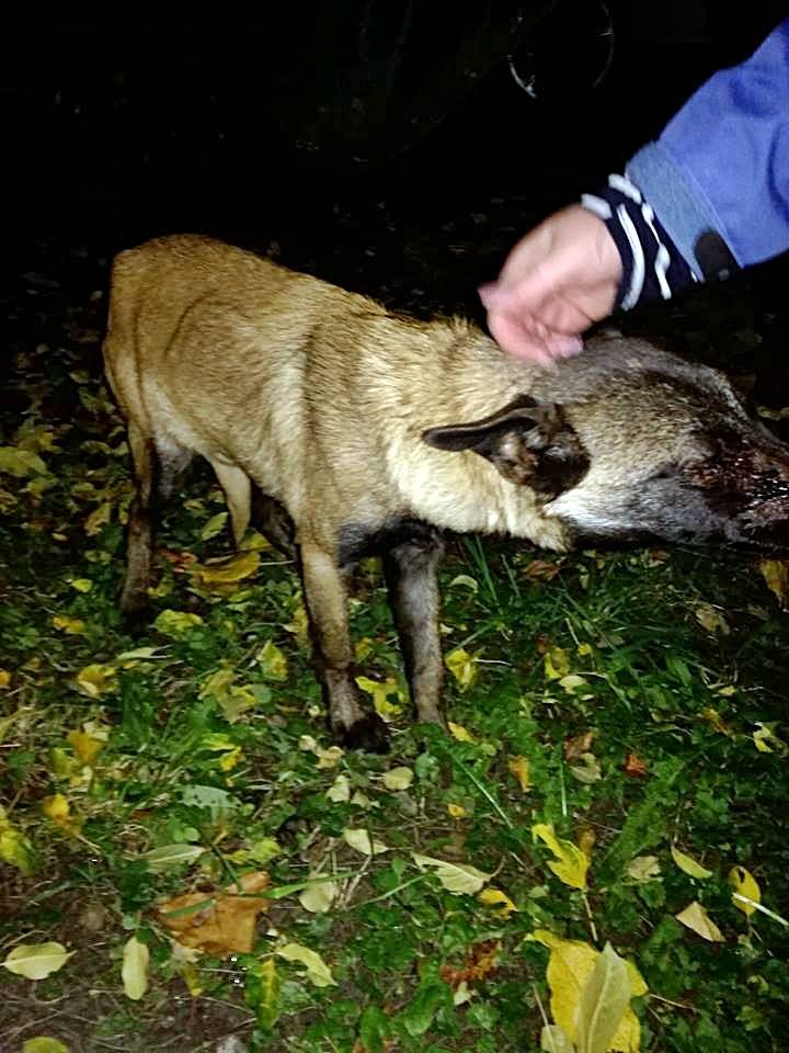 14690849_666190180207803_4783691334069252285_n