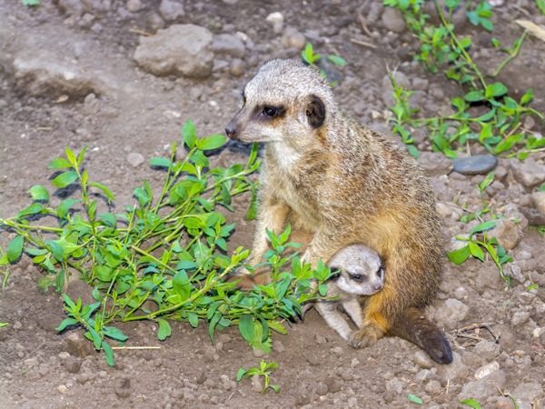 Meerkat or Suricate (Suricata suricatta) baby